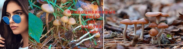 ГАЛЛЮЦИНОГЕННЫЕ ГРИБЫ Арсеньев